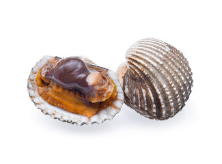 fresh cockles seafood on white background