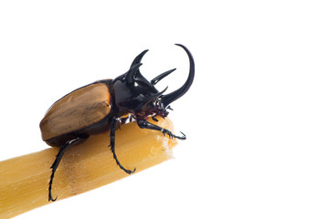 Male horn beetle on the sugar cane stick