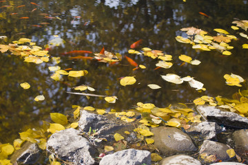 Autumn pond with gold leaves and small fishes