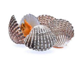 fresh cockles seafood isolated on white.