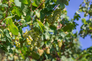 Виноград рислинг