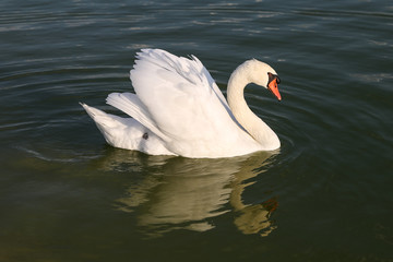 Swan in Pond