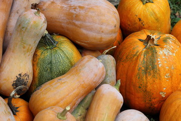 Diverse assortment of pumpkins. Autumn harvest.