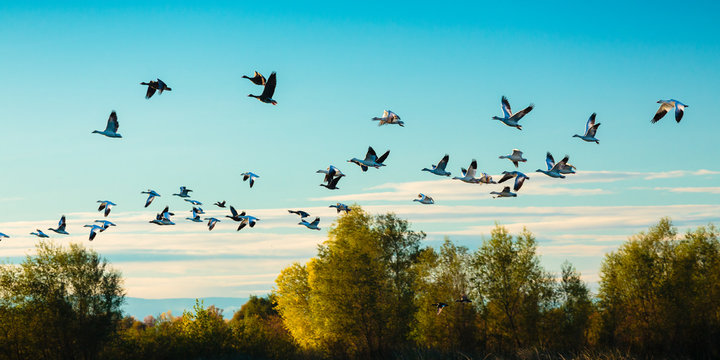 Gaggle of geese flying above trees