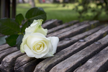 white roze on the wood banch © Grandiflora