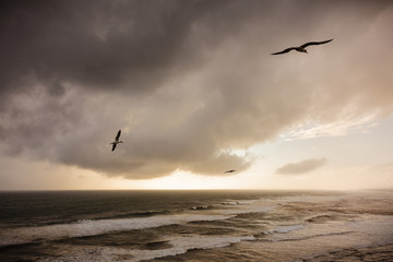 Seagulls flying at sunset