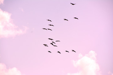 Birds Flying Over The Ocean At Sunrise