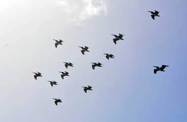 silhouette of birds flying in the air in a migration formation