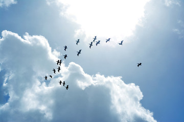 Bird Silhouette With Blue Sky Clouds and Sun Light