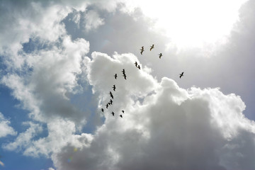 Birds Flying In The Air With Blue Sky Clouds and Sun