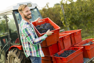 Young man in vineyard