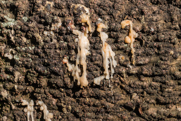 detail of tree bark with dry resin