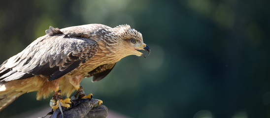 ready, black kite ready to hunt