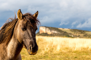 Obraz premium Horse 2