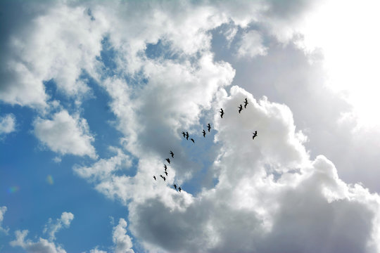 Flock of Birds Flying In The Bright Blue Cloudy Sunny Sky