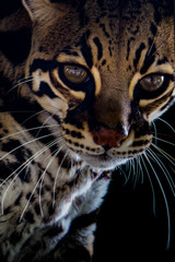 Naklejka premium Ocelot