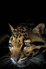 Clouded Leopard © Ron