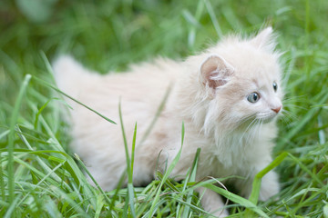Naklejka na ściany i meble kitten walks in the grass