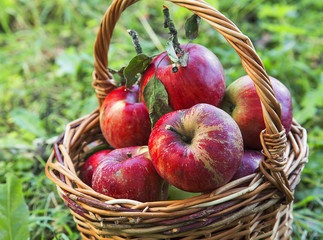 Autumn red apples basket