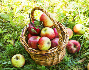 Ripe organic apples in the basket outside in the garden