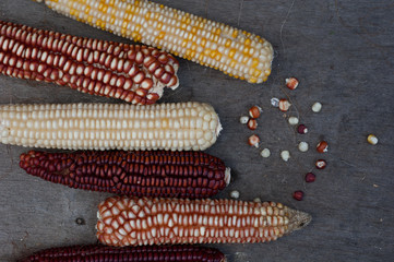Corn of different colors on a wooden background.