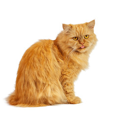 red cat on a white background tongue out