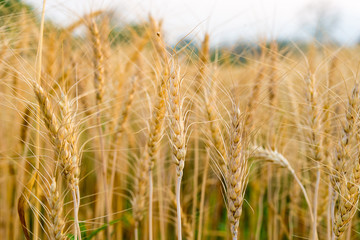Gold wheat barley field and blue sky