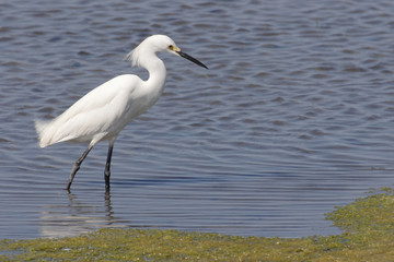 Snowy Egret (Egretta thula)