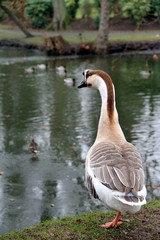 Canard de Barbarie.