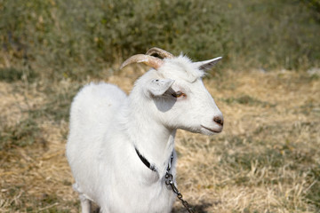 Obraz premium White goat