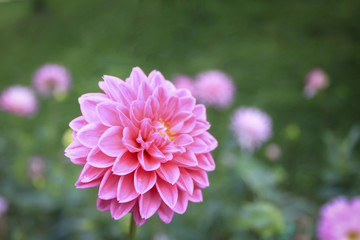 Fototapeta premium Blurred pink flower for background
