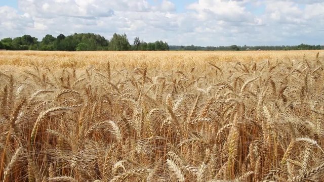 Growing wheat on a field.