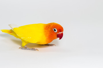 Double Yellow Lovebird