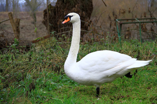 Cygne.