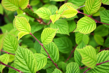 Floral background - green leaves.