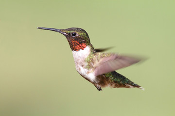 Ruby-throated Hummingbird In Flight