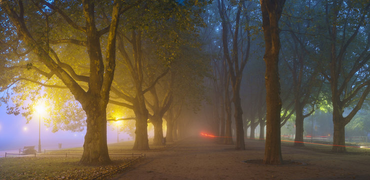 foggy, night images of autumn park, light lamps diffuse through the fog and trees
