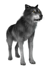 3D Rendering Gray Wolf on White