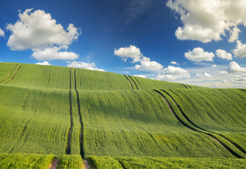 pole młodego,zielonego zboża   © Mike Mareen