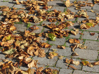 Dead leaves lying on the ground in the fall