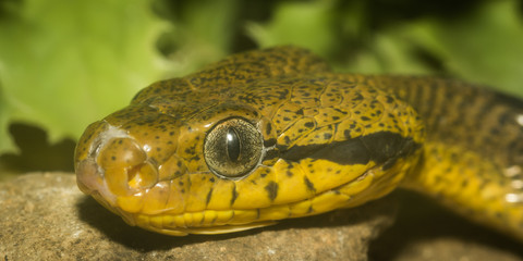 Snake's head