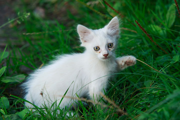 the white kitten