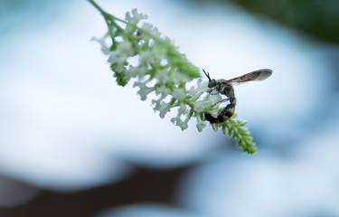 Wasp