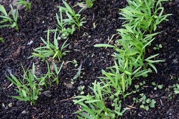 Plant at small farm field
