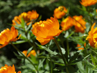 Trollius europaeus orange flowers
