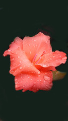 beautiful orange gladiolus flower after rain