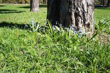 Trunk of tree with grass and little blue flowers