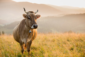 Cow in a pasture in the mountains just before sunset