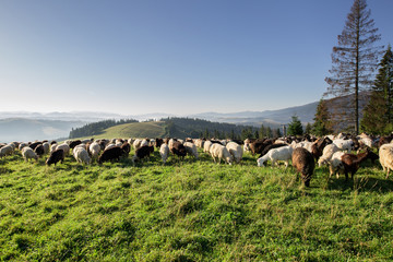Livestock on pasture high in the hills.