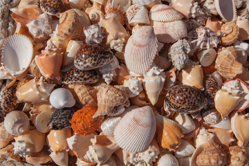 Assortimento di conchiglie.